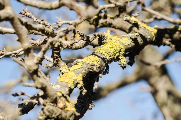 城郊一个私人花园的樱桃树 树的树皮上长着有害的黄色 覆盖着树 — 图库照片