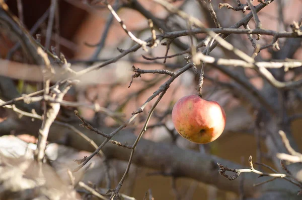 Gyümölcsös Almafákkal Újvidék Külvárosában Szerbiában Egy Almafa Rothadt Gyümölcsökkel Ágakon — Stock Fotó