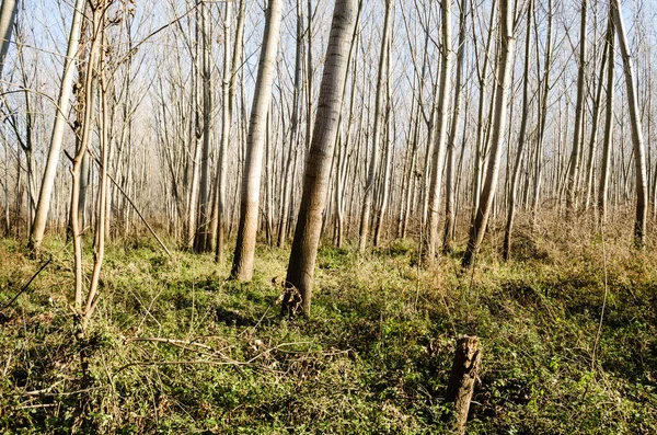Floresta Margem Rio Danúbio Petrovaradin Perto Novi Sad Inverno — Fotografia de Stock