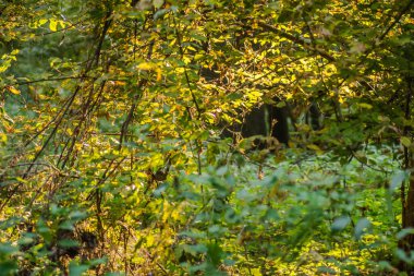 Yazın Tuna nehri kıyısındaki ılık ağaçların ormanı.. 