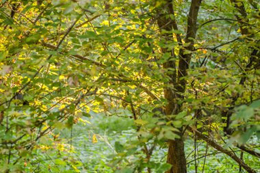 Yazın Tuna nehri kıyısındaki ılık ağaçların ormanı.. 
