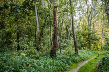 Yazın Tuna nehri kıyısındaki ılık ağaçların ormanı.. 