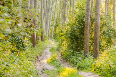Yazın Tuna nehri kıyısındaki ılık ağaçların ormanı.. 