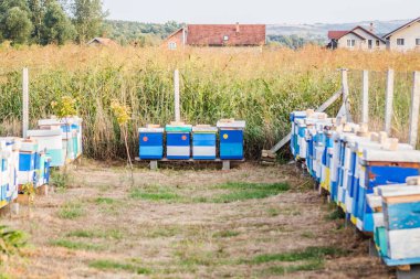 Arı kovanları özel bir meyve bahçesinde otluyor.. 