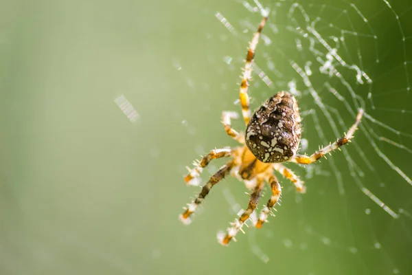 환경의 거미입니다 세르비아의 노비사드 근처에 페트로 바르다 다뉴브강 — 스톡 사진