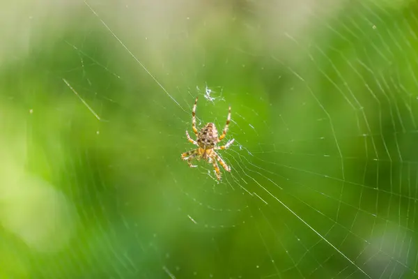 Spinne Ihrer Natürlichen Umgebung Das Ufer Der Donau Petrovaradin Bei — Stockfoto