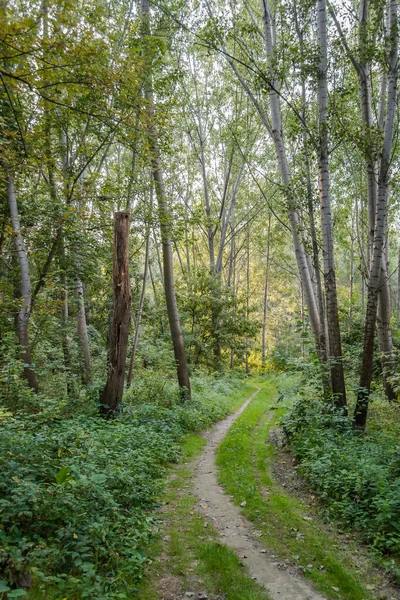 Ambience Forest Warm Trees Summer River Danube — Stock Photo, Image