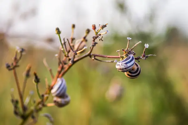 세르비아의 노비사드 들판에 달팽이 껍데기 — 스톡 사진
