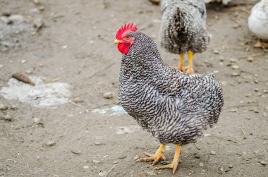 Özel bir evin bahçesinde siyah-beyaz dekoratif bir tavuk portresi. 
