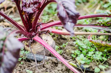 Olgun kırmızı pancar meyvesi topraktan filizlendi.