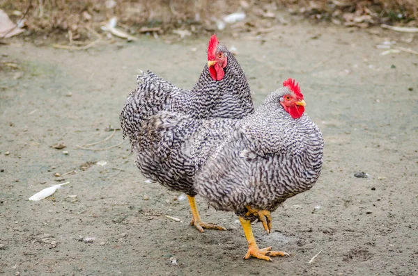 Portré Egy Fekete Fehér Dekoratív Házi Csirke Udvarán Egy Magánház — Stock Fotó