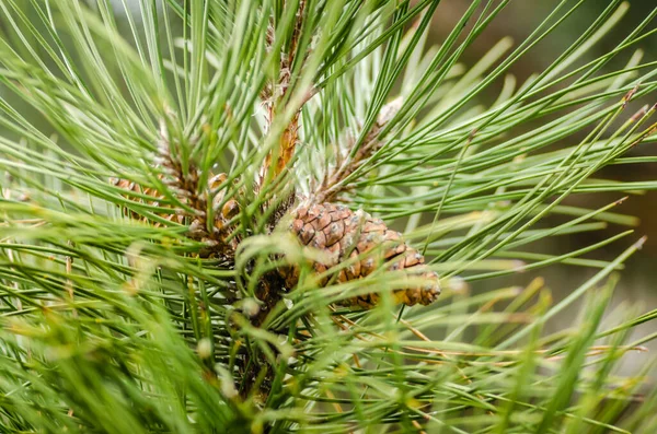 Ramo Pino Con Coni Primavera — Foto Stock