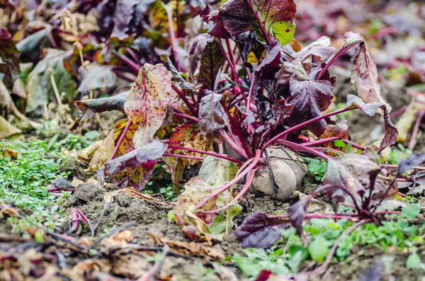 Ripe Red Beet Fruit Sprouted Ground — Stock Photo, Image