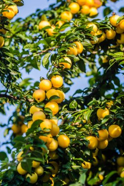 Sarı erik, olgun meyve saklı yeşil yapraklar.
