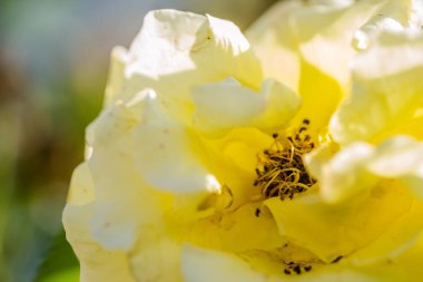 Yaprakta detaylarıyla sarı gül 