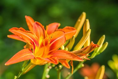 Bahçedeki turuncu zambaklar