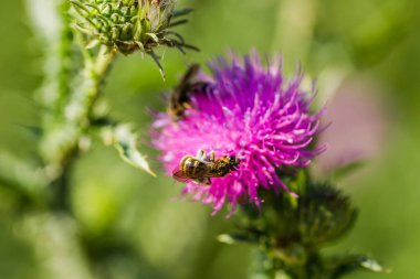 Bulanık arkaplanda parlak bir çiçek dulavası