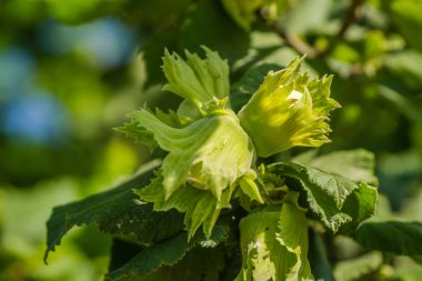 Yaz ormanında fındık, olgunlaşmamış orman cevizi, güneşli bir gün.
