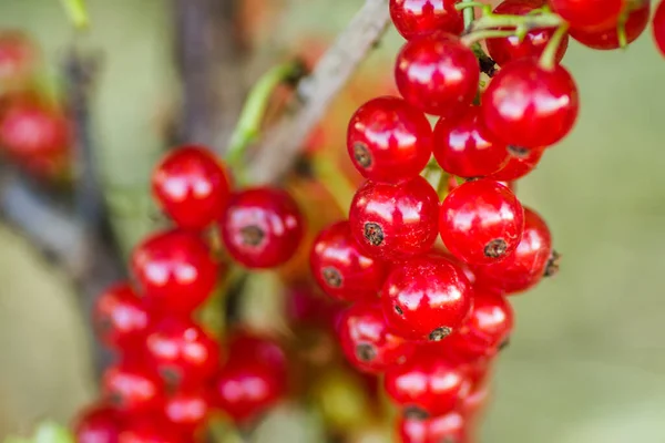 Fruits Mûrs Groseille Rouge Sur Les Branches Buisson — Photo