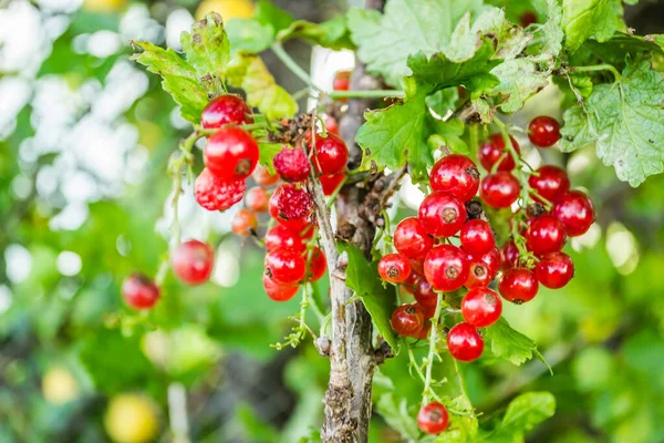 Fruits Mûrs Groseille Rouge Sur Les Branches Buisson — Photo