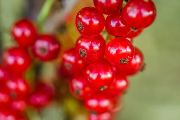 灌木枝上红醋栗的成熟果实 — 图库照片