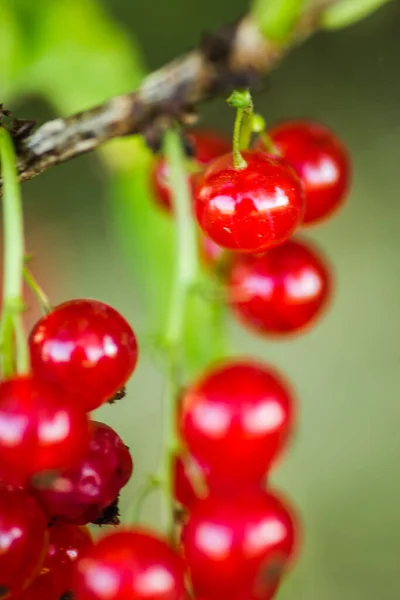 Fruits Mûrs Groseille Rouge Sur Les Branches Buisson — Photo