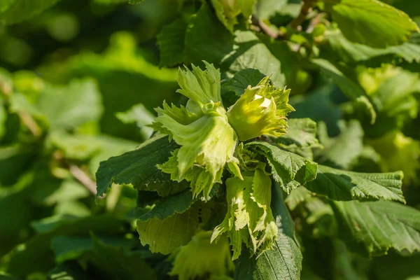 Hasselnöt Sommarskogen Skog Omogen Nöt Solig Dag — Stockfoto