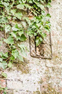 Novi Sad, Sırbistan - 16 Mart 2019: Petrovaradin kalesinin duvarındaki Liane sarmaşığı