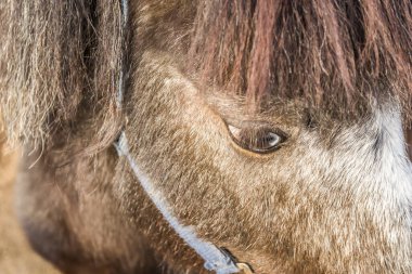 Midilli atı portresi