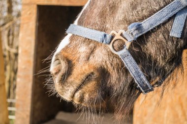 Midilli atı portresi