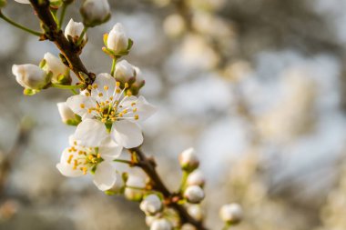 Sarı eriklerin ilk genç çiçekleri