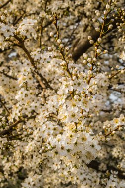 Sarı eriklerin ilk genç çiçekleri