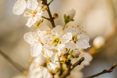 Sarı eriklerin ilk genç çiçekleri