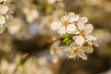 Sarı eriklerin ilk genç çiçekleri
