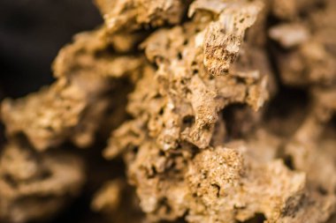 Novi Sad, Sırbistan - 27 Ekim. 2019: Novi Sad 'ın banliyölerinde fidanlık. Sonbahar güneşli bir günde fidanlıkta yaprak döken bitkiler. Kışın ısınmaya hazır odun..