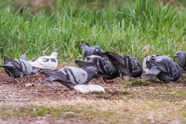 Una Pequeña Bandada Palomas Salvajes Una Superficie Cubierta Hierba — Foto de Stock