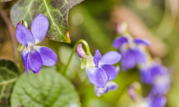 Hermosas Flores Violetas Flor —  Fotos de Stock