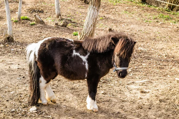 Portrait Pony Horse — Stock Photo, Image