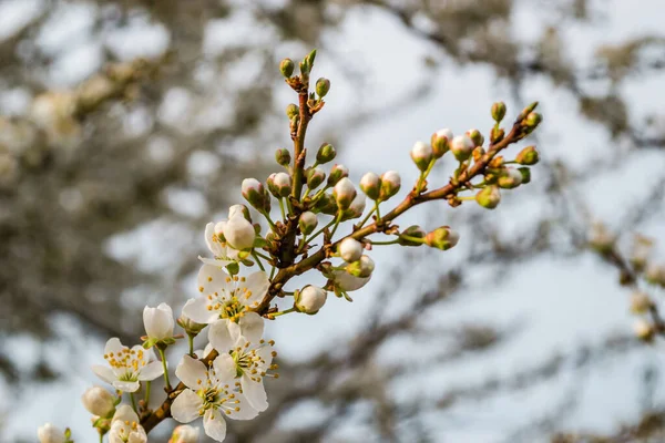 Las Primeras Flores Jóvenes Ciruelas Amarillas — Foto de Stock