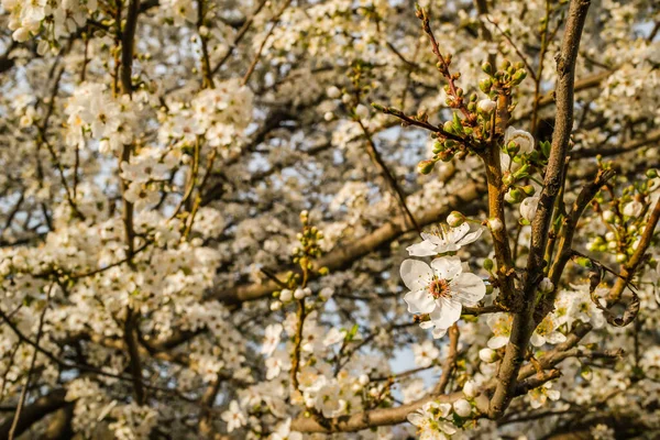 Eerste Jonge Bloemen Van Gele Pruimen — Stockfoto