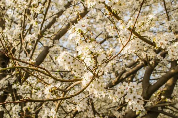 Eerste Jonge Bloemen Van Gele Pruimen — Stockfoto