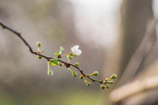 Första Unga Blommorna Gula Plommon — Stockfoto