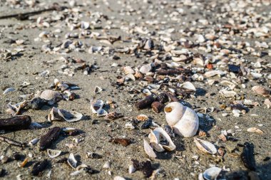 Novi Sad yakınlarındaki Tuna Nehri 'nin kumlu kıyısında kırılmış bir kabuk..
