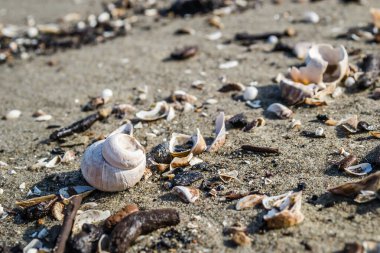Novi Sad yakınlarındaki Tuna Nehri 'nin kumlu kıyısında kırılmış bir kabuk..