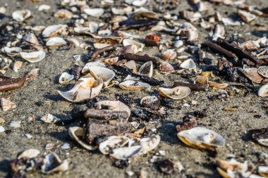 Novi Sad yakınlarındaki Tuna Nehri 'nin kumlu kıyısında kırılmış bir kabuk..