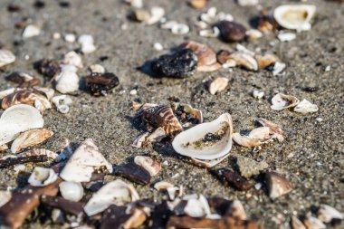 Novi Sad yakınlarındaki Tuna Nehri 'nin kumlu kıyısında kırılmış bir kabuk..