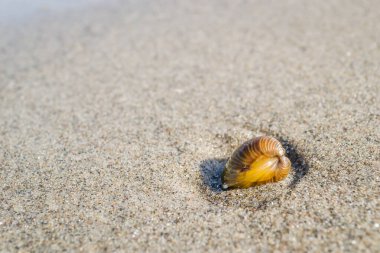 Novi Sad yakınlarındaki Tuna Nehri 'nin kumlu kıyısında kırılmış bir kabuk..