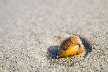 Novi Sad yakınlarındaki Tuna Nehri 'nin kumlu kıyısında kırılmış bir kabuk..