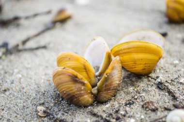 Novi Sad yakınlarındaki Tuna Nehri 'nin kumlu kıyısında kırılmış bir kabuk..
