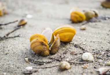 Novi Sad yakınlarındaki Tuna Nehri 'nin kumlu kıyısında kırılmış bir kabuk..